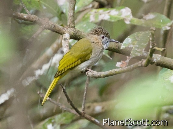 Mountain Bulbul (Ixos mcclellandii)