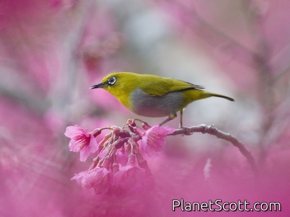 Indian White-eye (Zosterops palpebrosus)