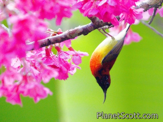 Mrs. Gould's Sunbird (Aethopyga gouldiae)
