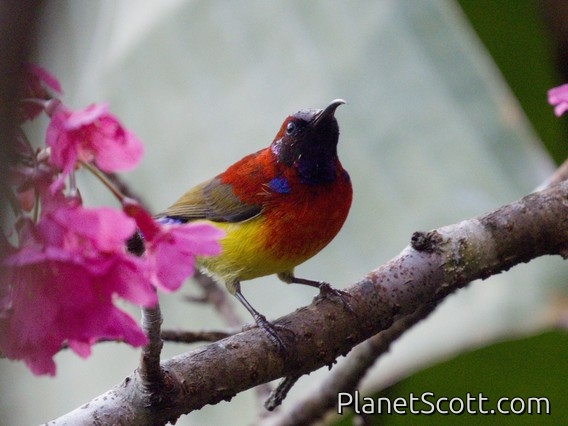 Mrs. Gould's Sunbird (Aethopyga gouldiae)