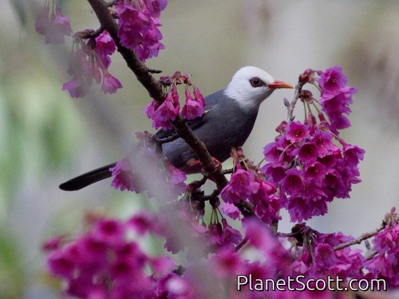 White-headed Bulbul (Hypsipetes thompsoni)