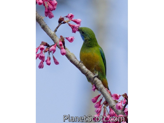 Orange-bellied Leafbird (Chloropsis hardwickii) - Female