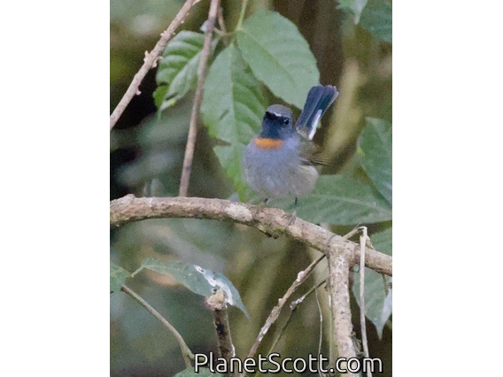Rufous-gorgeted Flycatcher (Ficedula strophiata)