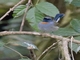 Rufous-gorgeted Flycatcher (Ficedula strophiata)