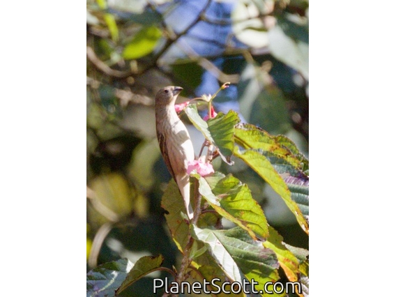 Common Rosefinch (Carpodacus erythrinus)