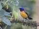 Rufous-bellied Niltava (Niltava sundara)