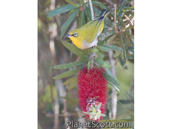 Indian White-eye (Zosterops palpebrosus)