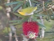Indian White-eye (Zosterops palpebrosus)