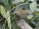 White-tailed Robin (Myiomela leucura) - Female