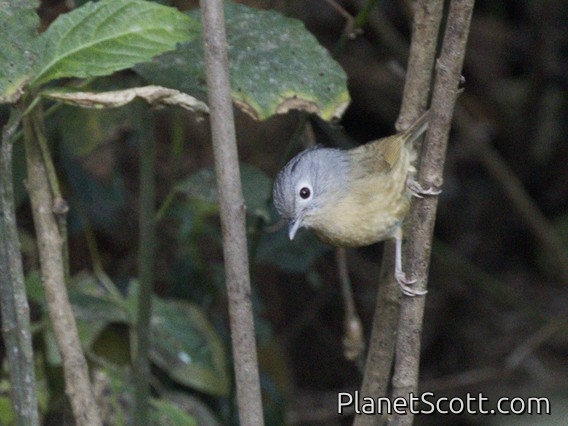 Yunnan Fulvetta (Alcippe fratercula)