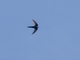 Cook's Swift (Apus cooki)