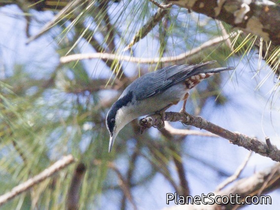 Giant Nuthatch (Sitta magna)