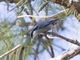Giant Nuthatch (Sitta magna)