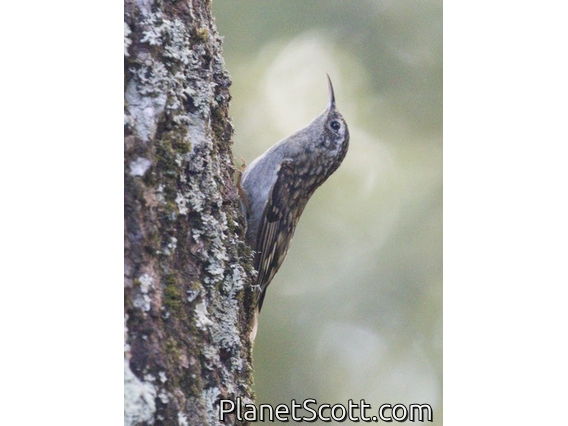 Hume's Treecreeper (Certhia manipurensis)