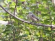Gray-backed Shrike (Lanius tephronotus)