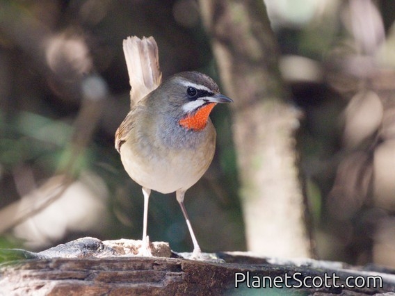 Siberian Rubythroat (Luscinia calliope)