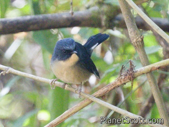 Slaty-blue Flycatcher (Ficedula tricolor)