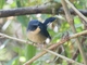Slaty-blue Flycatcher (Ficedula tricolor)