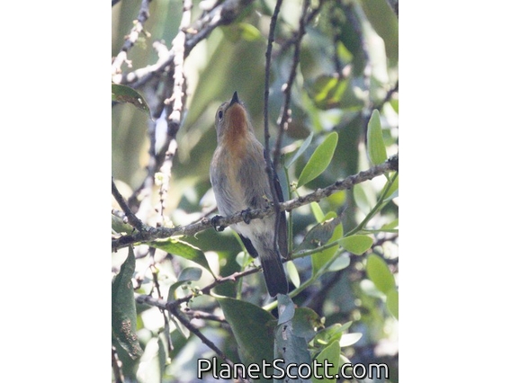 Sapphire Flycatcher (Ficedula sapphira)
