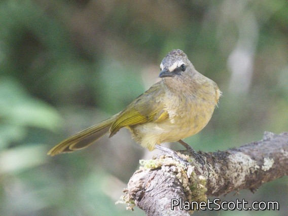 Flavescent Bulbul (Pycnonotus flavescens)