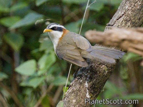 White-browed Scimitar-Babbler (Pomatorhinus schisticeps)