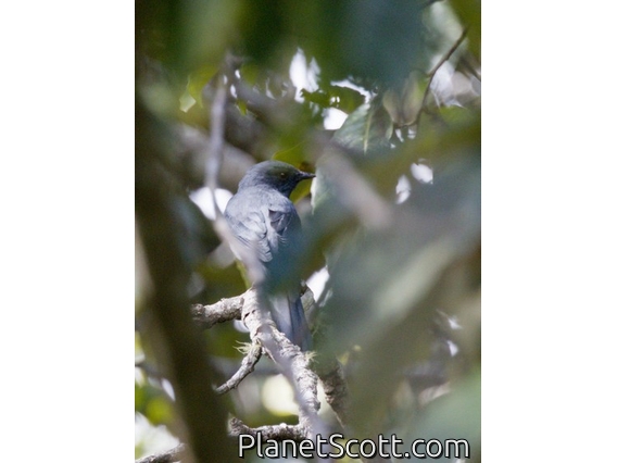 Oriental Cuckooshrike (Coracina javensis)