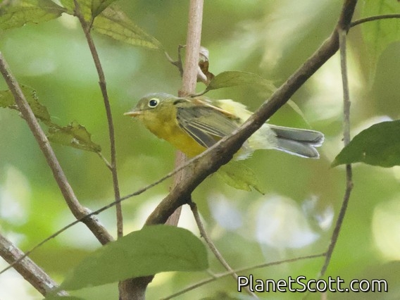 Marten's Warbler (Phylloscopus omeiensis)