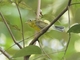 Martens's Warbler (Phylloscopus omeiensis)