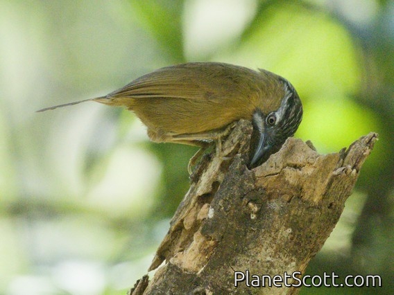 Gray-throated Babbler (Stachyris nigriceps)