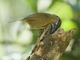Gray-throated Babbler (Stachyris nigriceps)