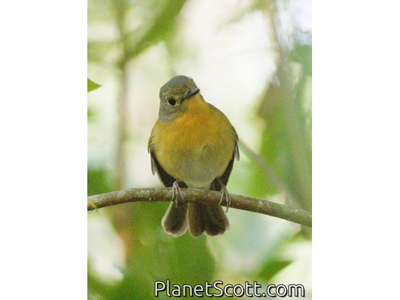 Hill Blue Flycatcher (Cyornis whitei)