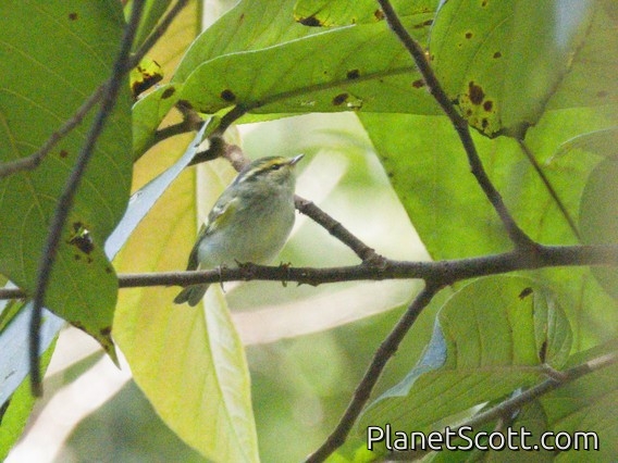 Hume's Warbler (Phylloscopus humei)