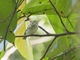 Hume's Warbler (Phylloscopus humei)