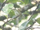 Davison's Leaf Warbler (Phylloscopus intensior)