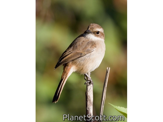 Gray Bushchat (Saxicola ferreus) - Female