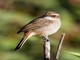 Gray Bushchat (Saxicola ferreus) - Female