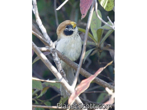 Spot-breasted Parrotbill (Paradoxornis guttaticollis)