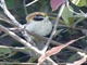 Spot-breasted Parrotbill (Paradoxornis guttaticollis)