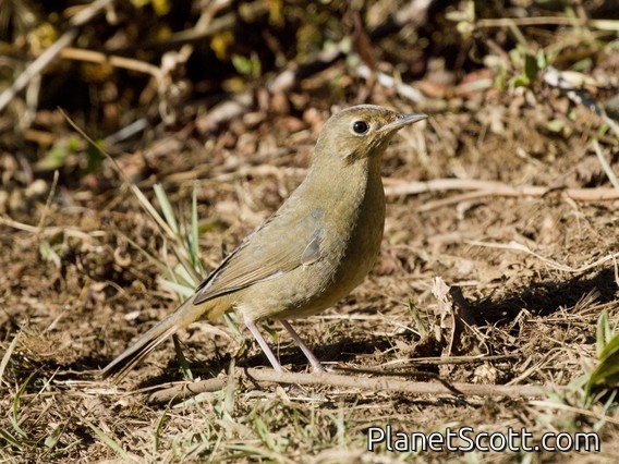 White-bellied Redstart (Luscinia phaenicuroides)