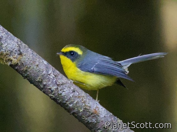 Yellow-bellied Fairy-Fantail (Chelidorhynx hypoxanthus)