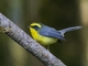Yellow-bellied Fairy-Fantail (Chelidorhynx hypoxanthus)