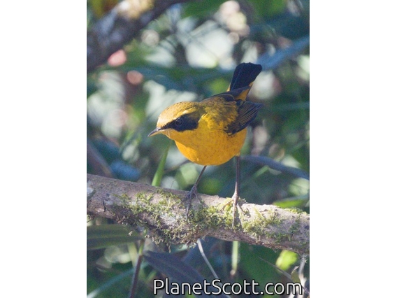 Golden Bush-Robin (Tarsiger chrysaeus)