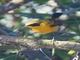 Golden Bush-Robin (Tarsiger chrysaeus)