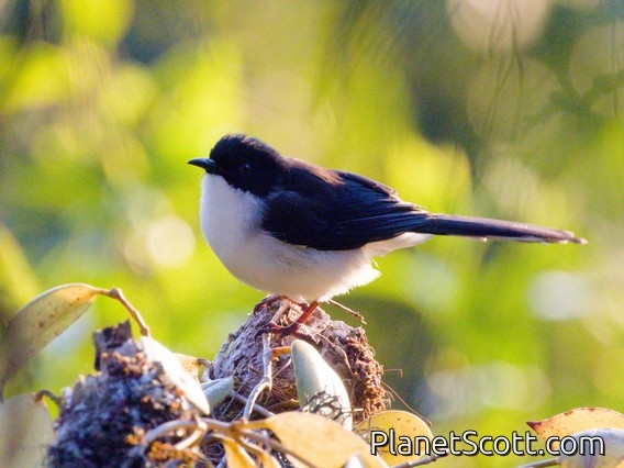 Black-backed Sibia (Heterophasia melanoleuca)