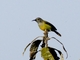 Fire-tailed Sunbird (Aethopyga ignicauda)