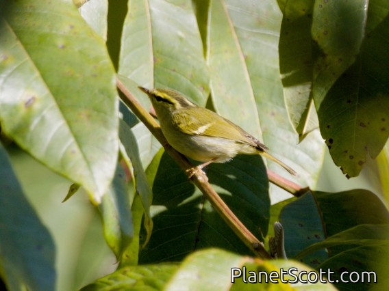 Davison's Leaf Warbler (Phylloscopus davisoni)