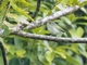 Blyth's Leaf Warbler (Phylloscopus reguloides)