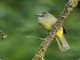 Flavescent Bulbul (Pycnonotus flavescens)