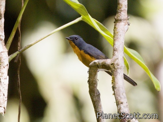 Slaty-backed Flycatcher (Ficedula hodgsonii)