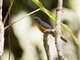 Slaty-backed Flycatcher (Ficedula erithacus)